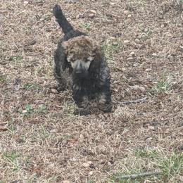 "Delilah" Poodle Puppies from Rockin' Rose Standard Poodles