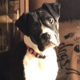 Boxer All Grown Up from Duck Creek Kennels
