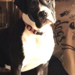 Boxer All Grown Up from Duck Creek Kennels