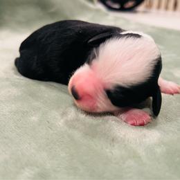 Mario - Black and white male Bernedoodle puppy in Sandy, Oregon from MC Doodles