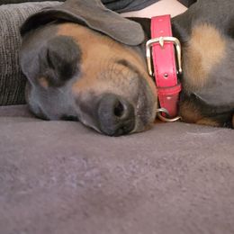 Dachshunds from Santina Bourland