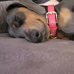 Dachshunds from Santina Bourland