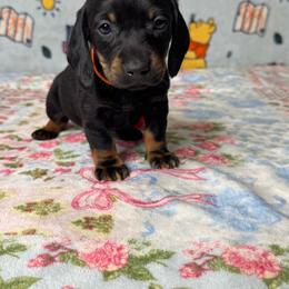 Tigger - Black and tan male Dachshund puppy in Turlock, California from Dandelion Dachshund