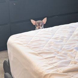 Chihuahua Puppies from ChibiChi