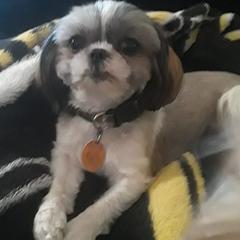 Shorkies from Ruff Rush