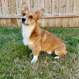 Rooster - Pembroke Welsh Corgi