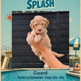 Guard - Dallas TX - 4,000 - Apricot male Goldendoodle puppy in Garland, Texas from Twilight Doodles