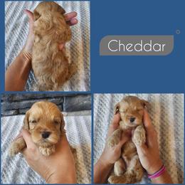 Cheddar - Golden male Cockapoo puppy in Zanesville, Ohio from Southtown Doodles LLC
