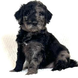 Juniper - Merle female Assorted Doodle Crosses puppy in Kansas City, Missouri from Beary GoldenDoodles