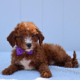 Prince - Red  male Goldendoodle puppy in Apopka, Florida from Rae Precious Puppies