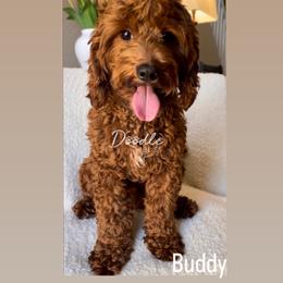 Buddy - Goldendoodle