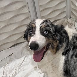 Penny - Australian Shepherd