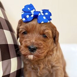 Abigail - Red female Australian Labradoodle puppy in Harrisonville, Missouri from Blessed Day Doodles