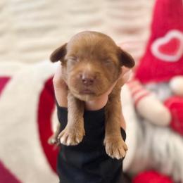 Amora - Caramel red female Australian Labradoodle puppy in Palmdale, California from Doodles_Ko