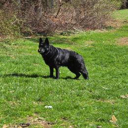 German Shepherd puppies from Ahnenwätcher GSD