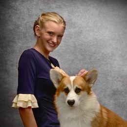 Mike - Pembroke Welsh Corgi