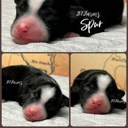 (1) Spur - Black tri male Miniature Australian Shepherd puppy in Huntington, Texas from JKKJ Farms