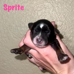 Sprite - Black tri female Miniature Australian Shepherd puppy in Lincoln, California from Country Dreams Mini Aussies