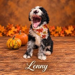 Wilbur - Merle male Whoodle puppy in Knoxville, Tennessee from Fleury Farm Doodles TN