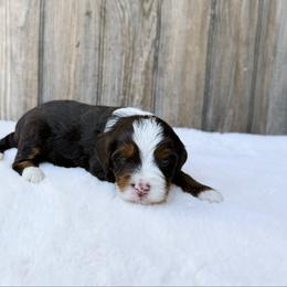 Cici - Tri-color female Bernedoodle puppy in Wamego, Kansas from Doodles of Oz