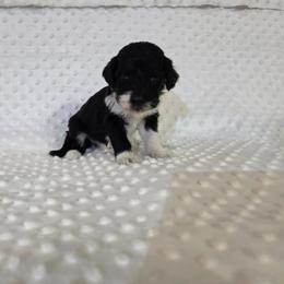 Ruby - Black and white female Sheepadoodle puppy in Weatherford, Texas from Oodles of poodles and doodles