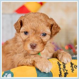 Bellwether - Red female Cockapoo puppy in Connersville, Indiana from Deaz Doodle Ranch