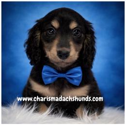 Rugar - Black and cream male Dachshund puppy in Mountainburg, Arkansas from Charisma Dachshunds