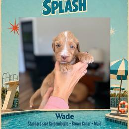 Wade - Dallas TX - 4,000 - Red  male Goldendoodle puppy in Garland, Texas from Twilight Doodles