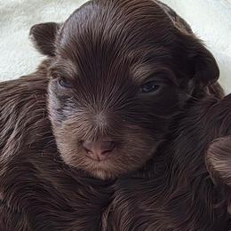 Pup3 - Chocolate female Havapoo puppy in Medina, Ohio from Momma's Minis