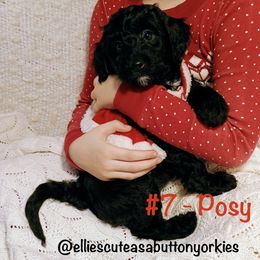 Posey - Black and white female Bernedoodle puppy in New Holland, Pennsylvania from Ellie's Cute as a Button Yorkies
