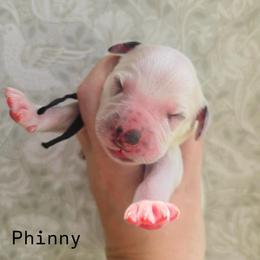 Phinny - LUA long coat - White and black male Dalmatian puppy in Jefferson, Georgia from Spotted Jewels Dalmatians