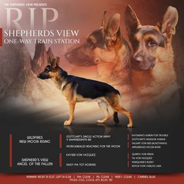 Rip - German Shepherd