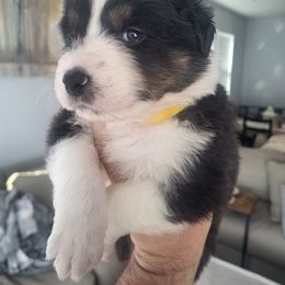 Australian Shepherd Puppies from Maverick Farms Australian Shepherds