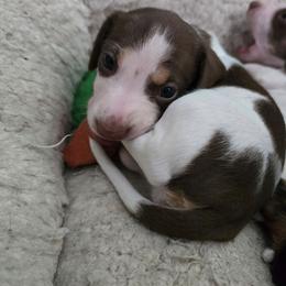 Kinder - Chocolate and tan male Dachshund puppy in Great Falls, Montana from Green Dragon Kennel