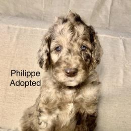 Assorted Doodle Crosses, Bernedoodle, Cockapoo, Double Doodle, Goldendoodle, and Golden Retriever Puppies from Hawk Mountain Doodles