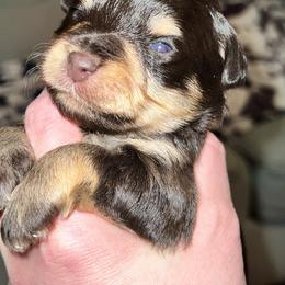 Miniature Schnauzer Puppies from A.R Miniature Schnauzers