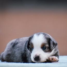 Buoy - Blue merle male Miniature American Shepherd puppy in Chocowinity, North Carolina from Foxtail Hollow