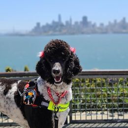 Poodle All Grown Up from Watts Poodles