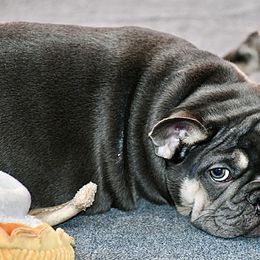 Quinn - French Bulldog puppy from Grace & Grit Frenchies