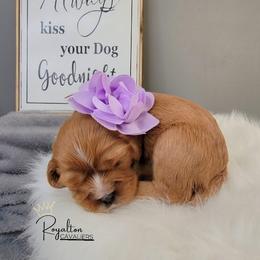 Cavalier King Charles Spaniel Puppies from Royalton Cavaliers
