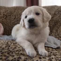 Gray Collar - Light golden male Golden Retriever puppy in Roseburg, Oregon from Unbound Goldens