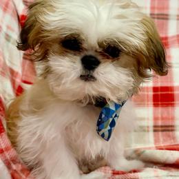 Brindle and White Male - Ryder - Brindle and white male Shih Tzu puppy in Crawfordsville, Indiana from Swaying Sycamore Farm