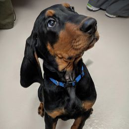 Black and Tan Coonhound and Bracco Italiano Puppies from Old Soul Black & Tan Coonhounds