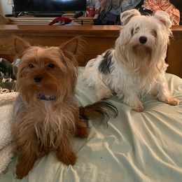 Yorkshire Terrier Puppies from Regina Jones's Yorkshire Terriers