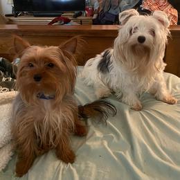 Yorkshire Terrier Puppies from Regina Jones's Yorkshire Terriers