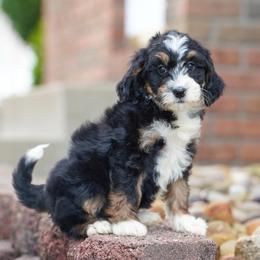 Viper - Tri-color male Bernedoodle puppy in Dundee, Ohio from Down Home Doodle