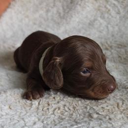 Alice - Alice in Wonderland Theme Litter. - Chocolate and tan female Dachshund puppy in Woodland, Washington from SJs Dachshunds