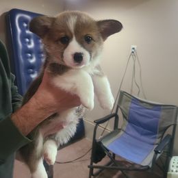 Boy 1 - Pembroke Welsh Corgi puppy from S and S Corgi's