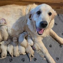 Mint - Golden female Golden Retriever puppy in Lucasville, Ohio from Halo Kennels