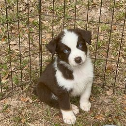 Big Red - Red tri-color male Australian Shepherd puppy in Tallahassee, Florida from H&H Red Gate Farm